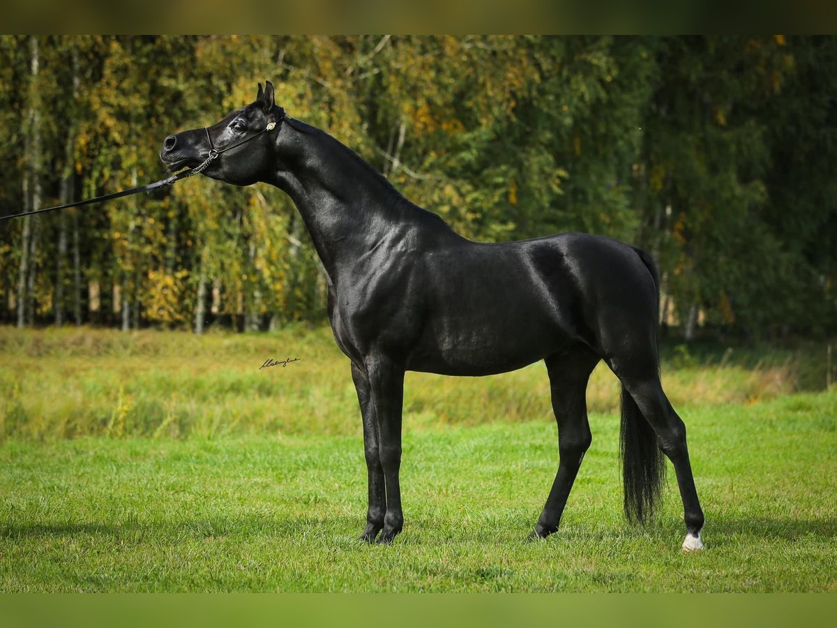 Volbloed Arabier Hengst 6 Jaar 159 cm Zwart in RAWICZ