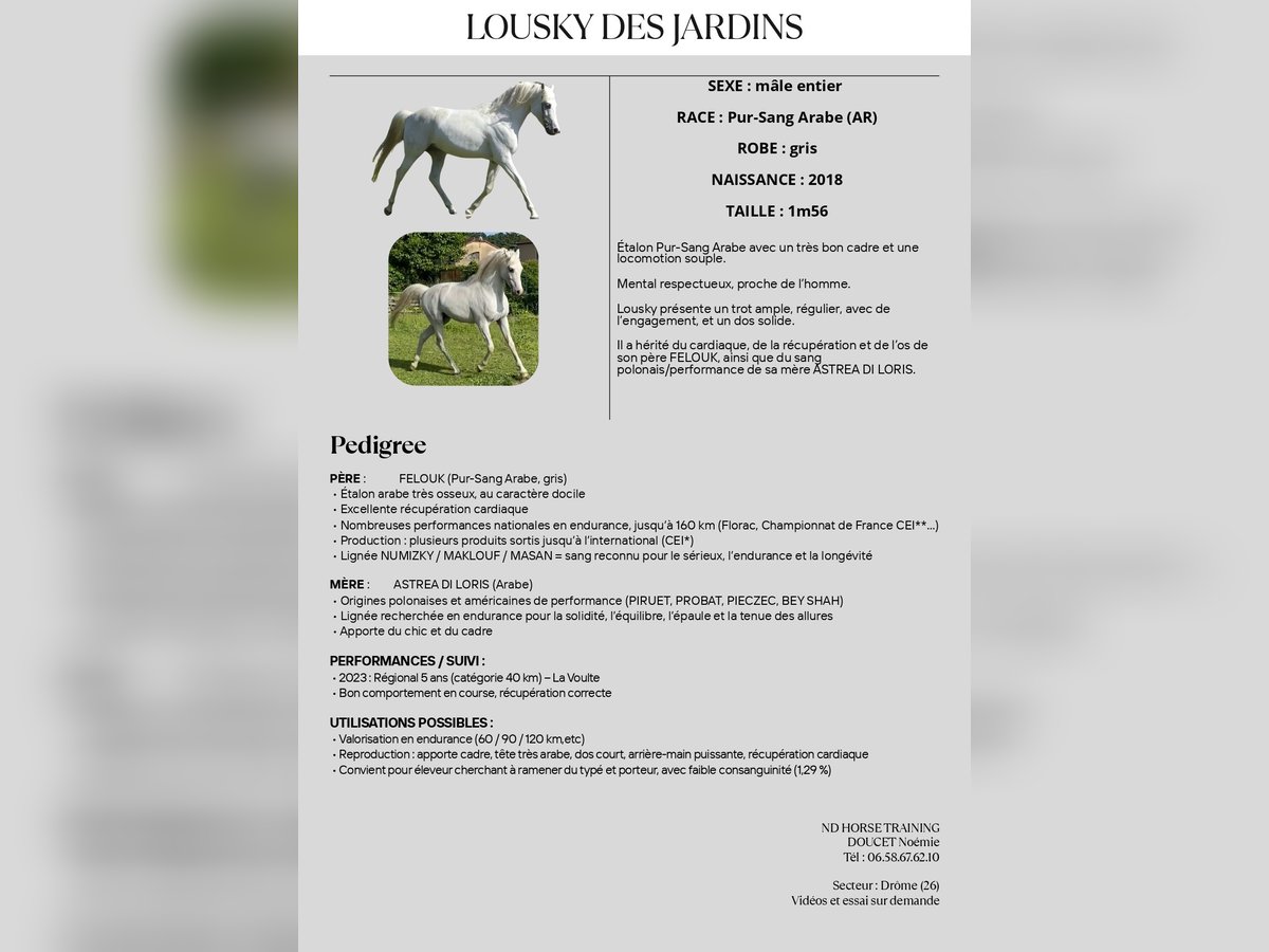 Volbloed Arabier Hengst 7 Jaar 156 cm Schimmel in Saint Donnat