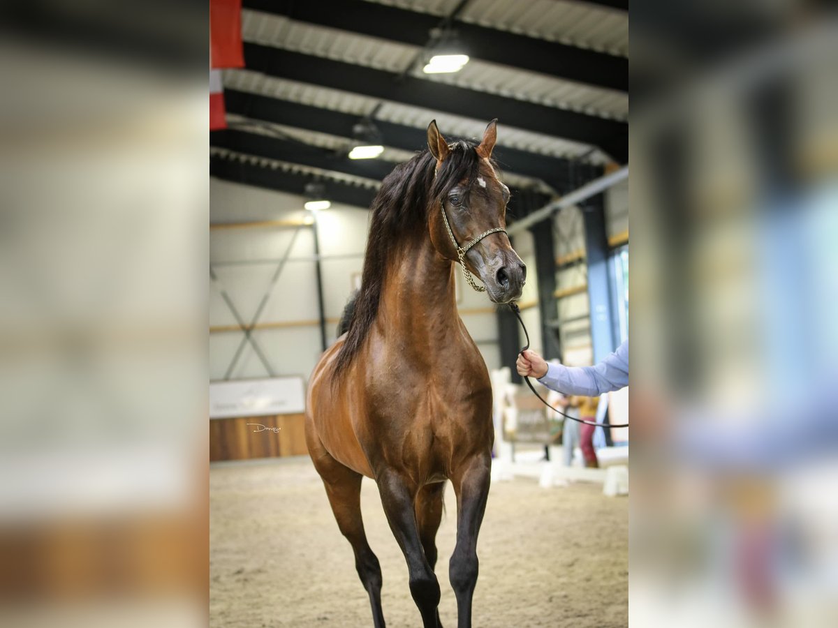 Volbloed Arabier Hengst Bruin in Kelpen Oler