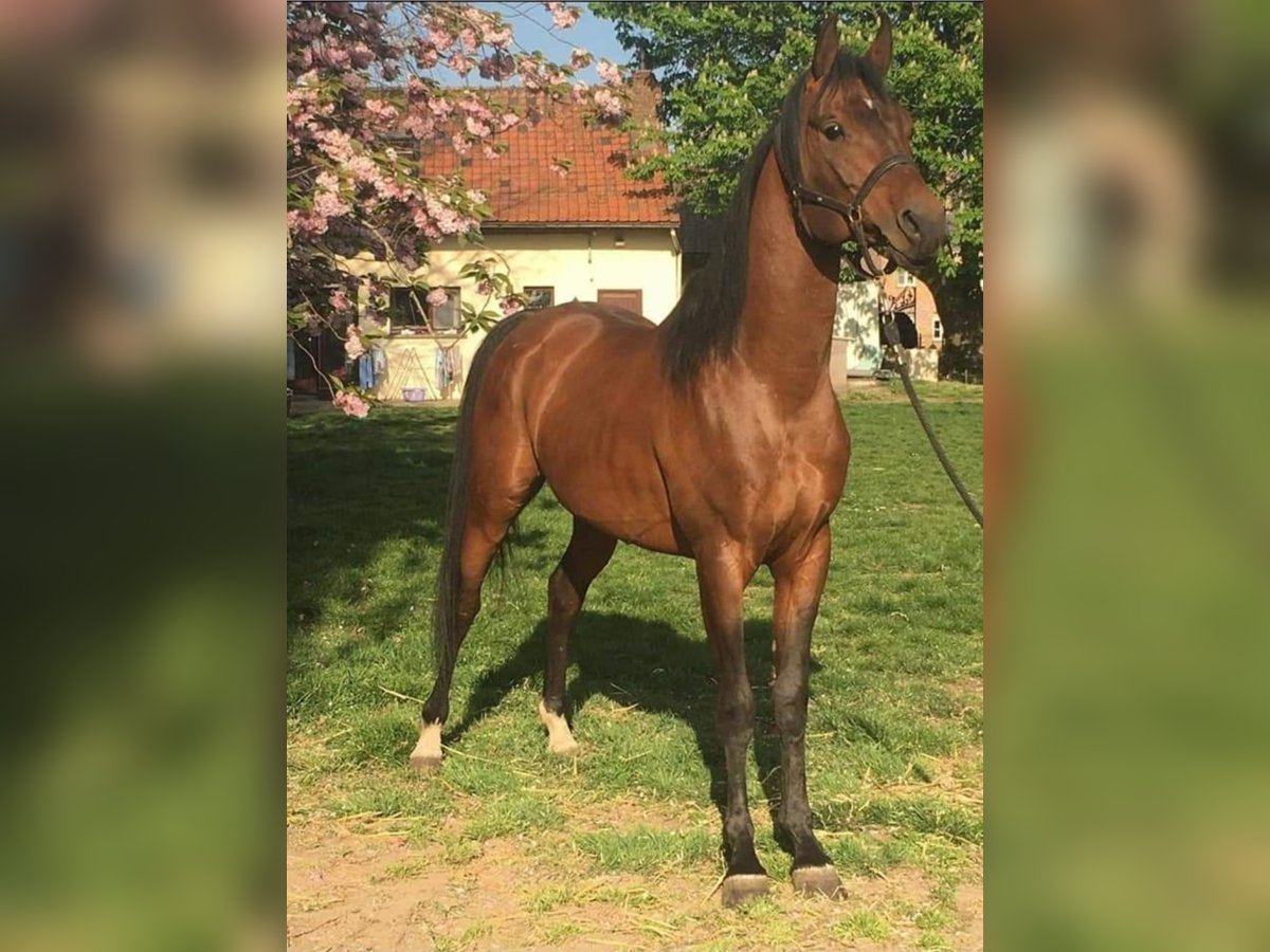 Volbloed Arabier Hengst Bruin in Meerdonk