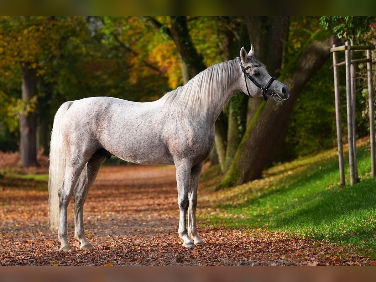 Volbloed Arabier Hengst Schimmel in Gemünden (Felda)