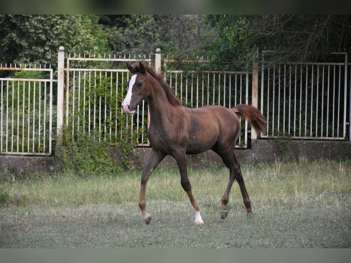 Volbloed Arabier Hengst Veulen (05/2025) 110 cm Donkere-vos in Sofia