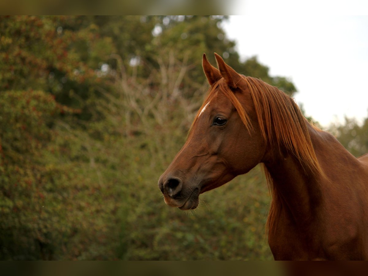 Volbloed Arabier Merrie 11 Jaar 153 cm Donkere-vos in GOVEN