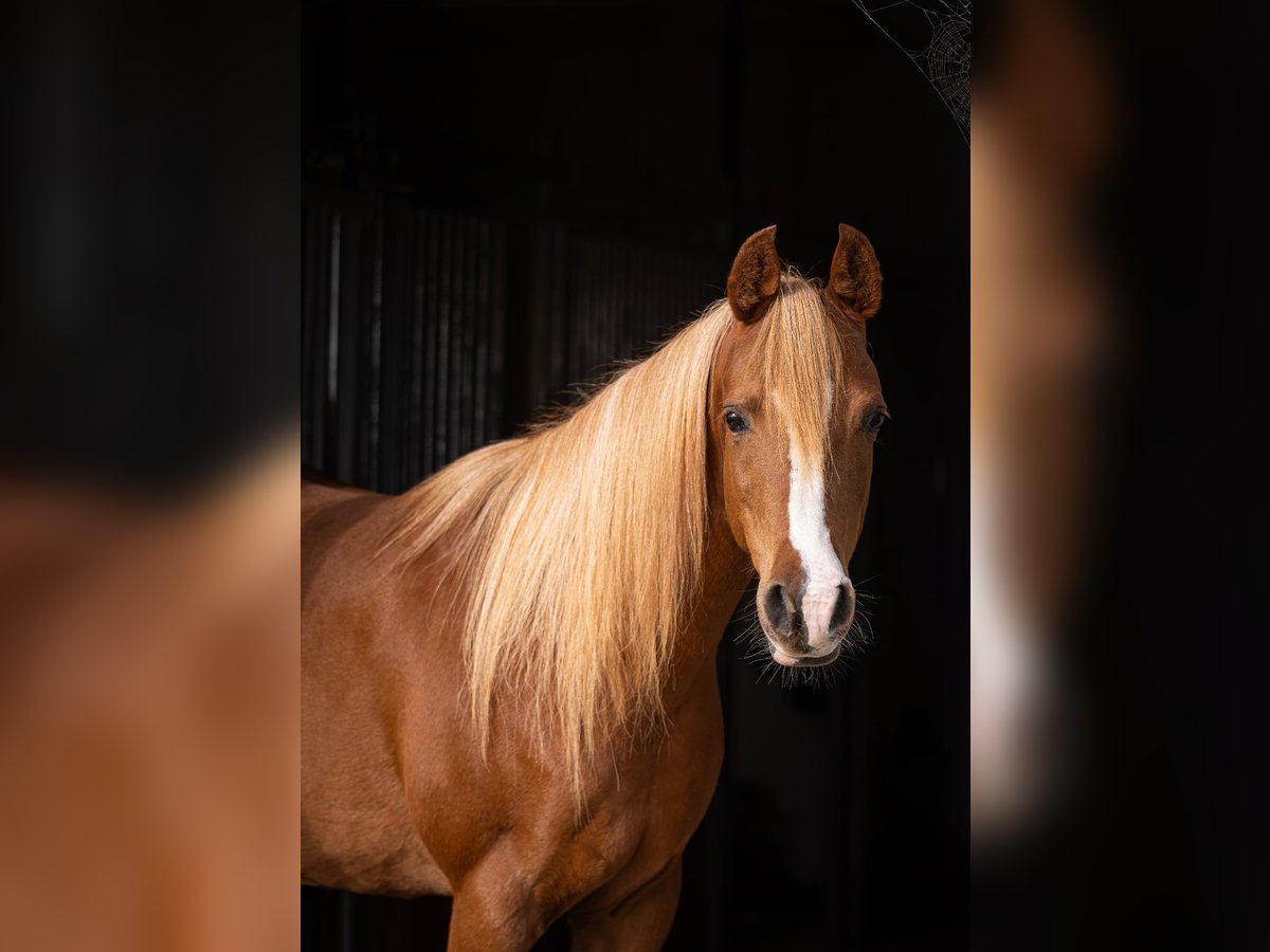 Volbloed Arabier Merrie 12 Jaar 155 cm Donkere-vos in M&#xF8;rk&#xF8;v