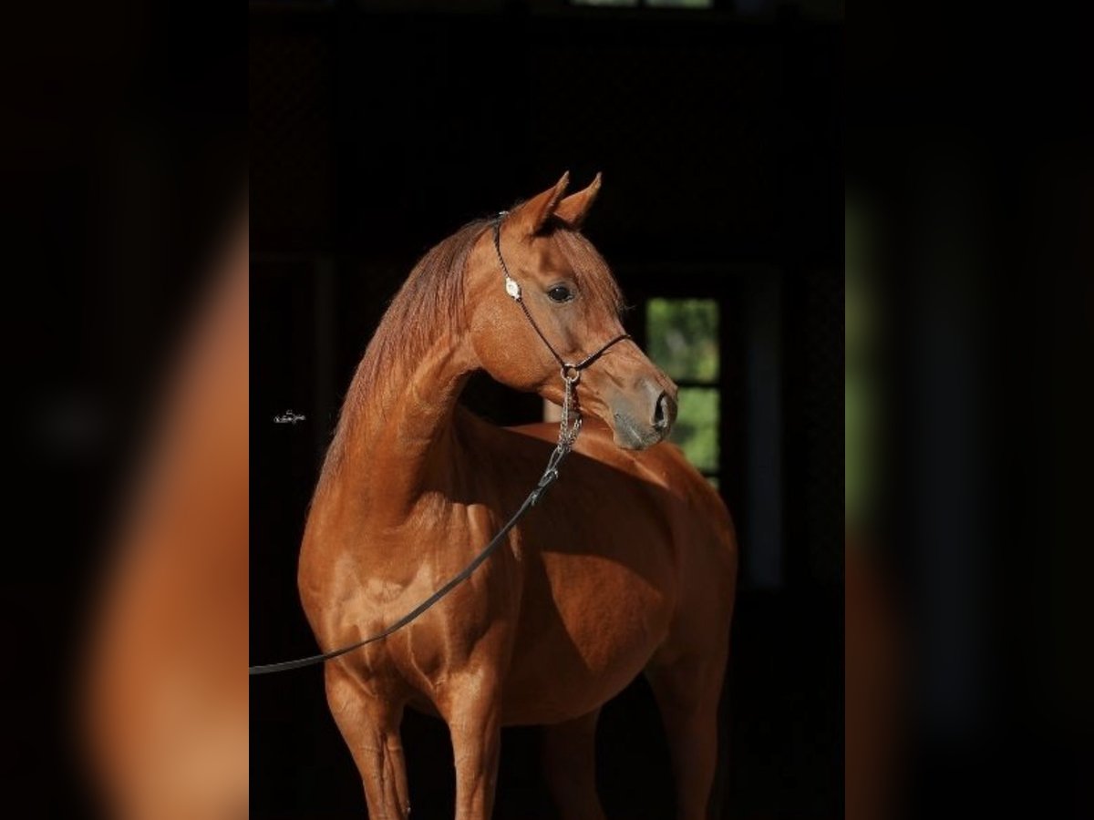 Volbloed Arabier Merrie 12 Jaar 155 cm Vos in Leutershausen
