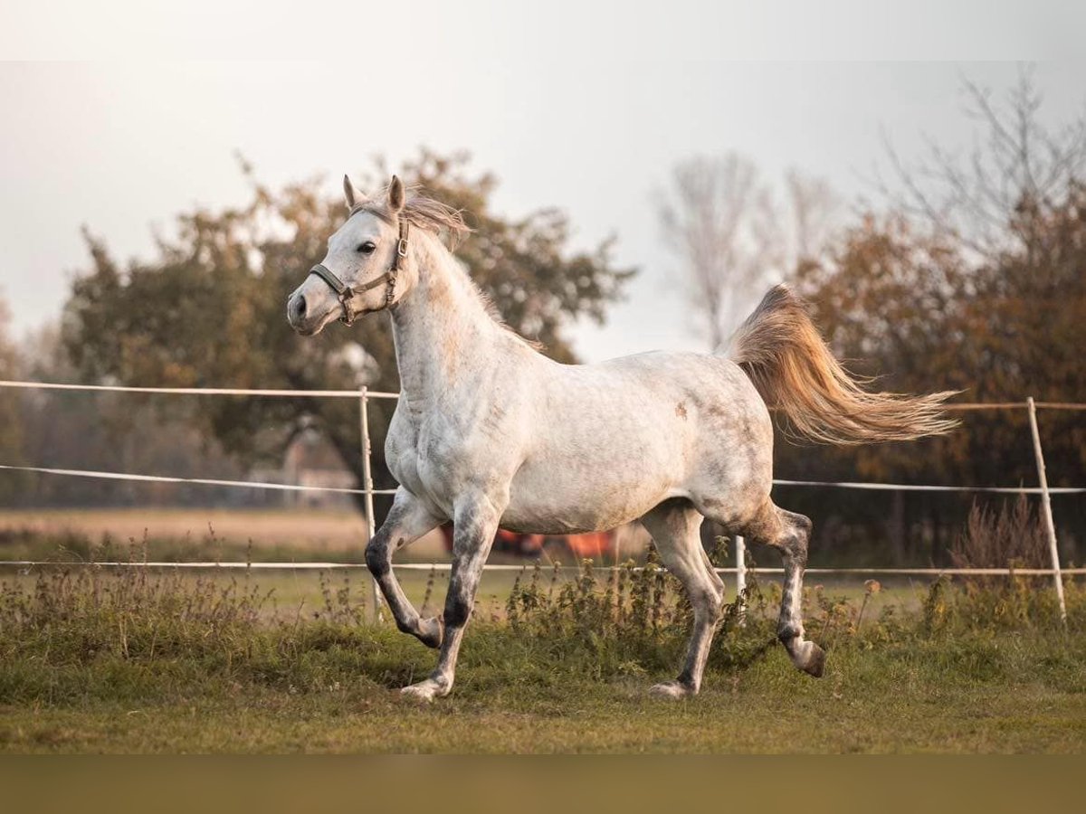 Volbloed Arabier Merrie 13 Jaar 153 cm Schimmel in Kobiele Wielkie