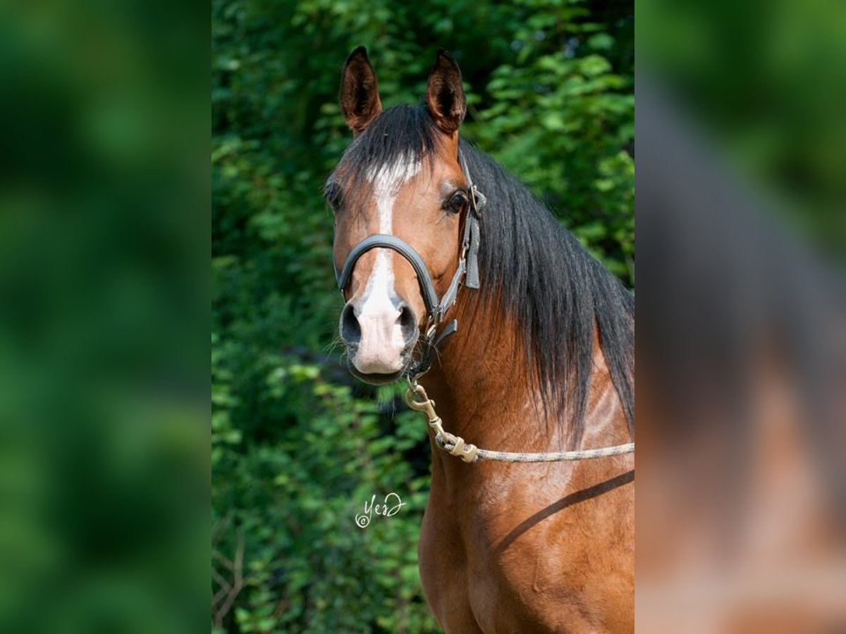 Volbloed Arabier Merrie 19 Jaar 150 cm Donkerbruin in meerdonk