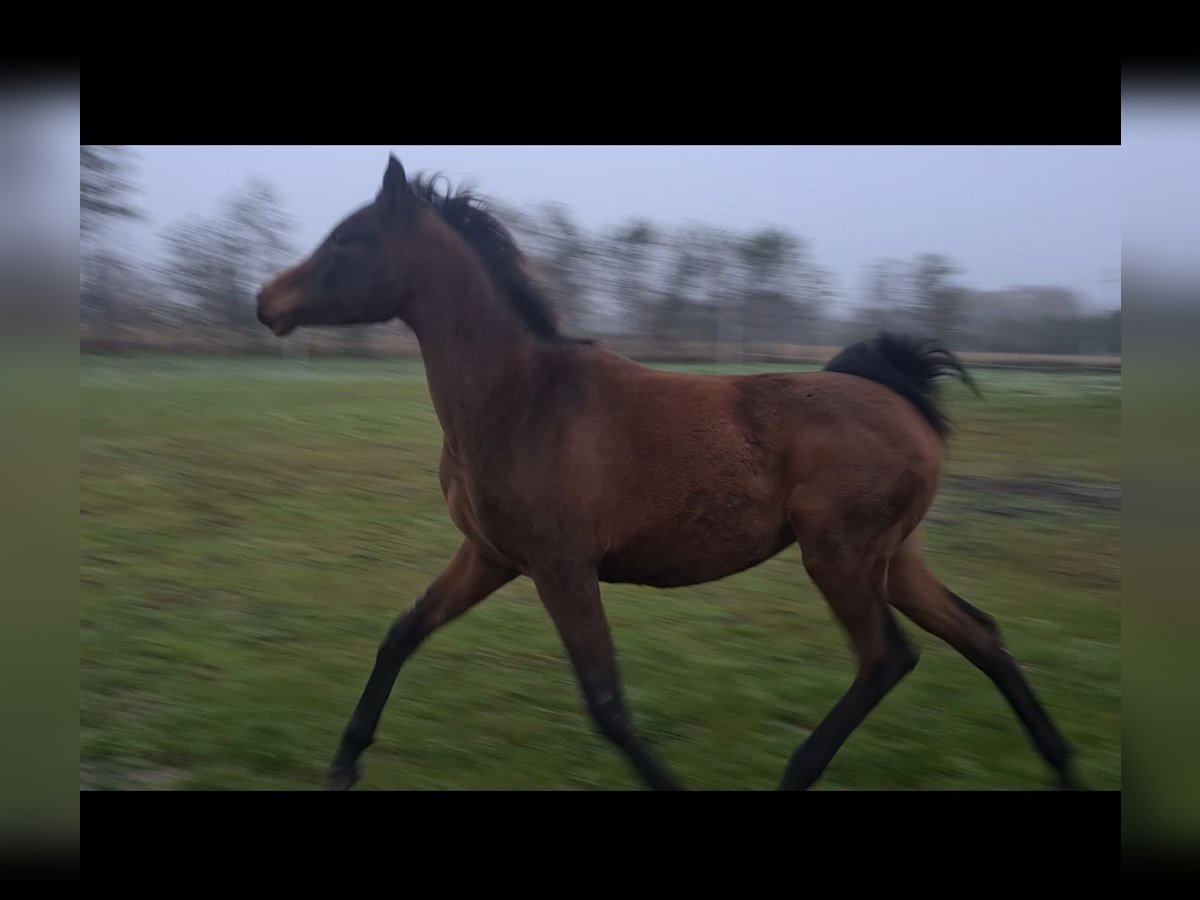 Volbloed Arabier Merrie 1 Jaar 145 cm Donkerbruin in Rhauderfehn