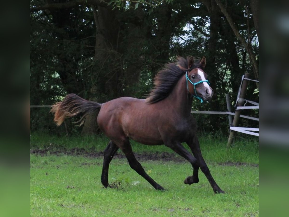 Volbloed Arabier Merrie 1 Jaar 150 cm kan schimmel zijn in Jever