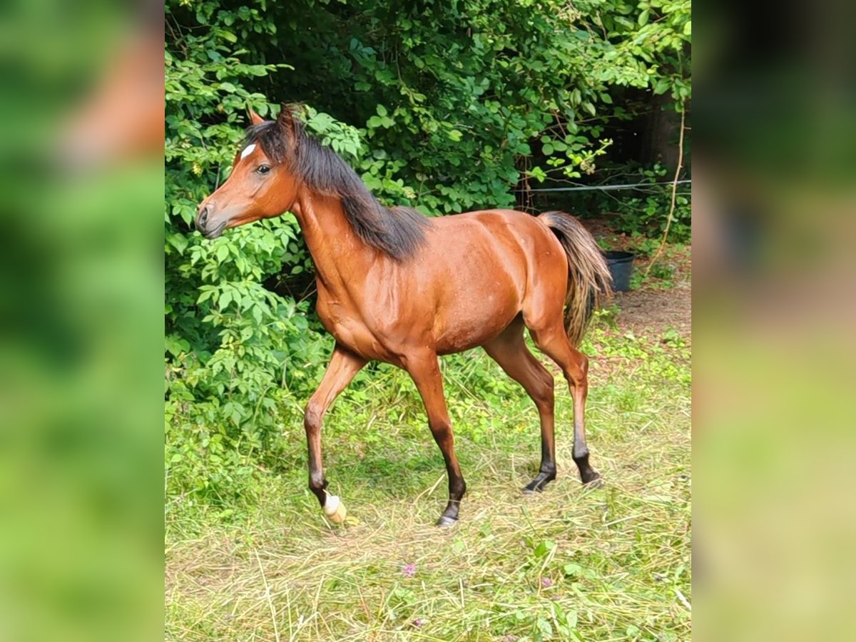 Volbloed Arabier Merrie 1 Jaar 152 cm Bruin in Zgornje Gorje