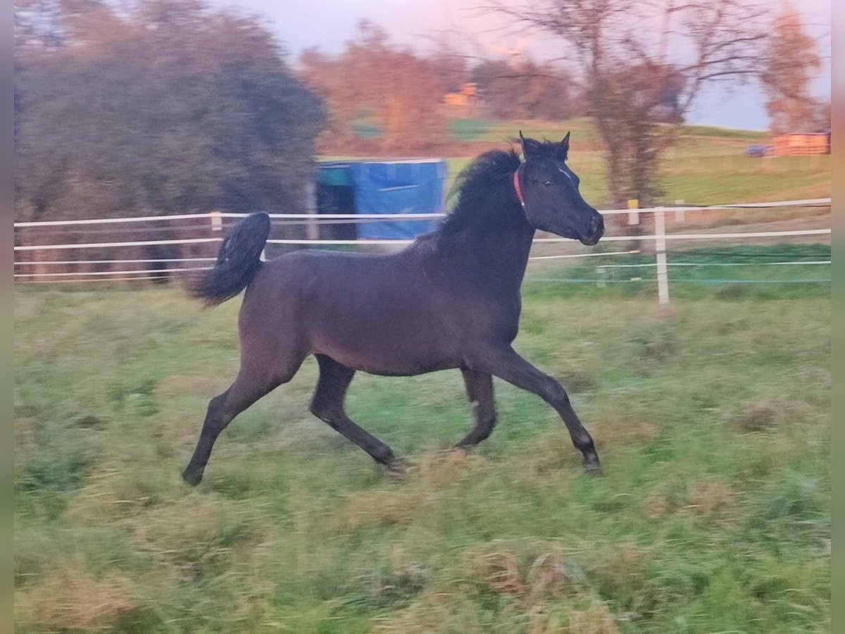 Volbloed Arabier Merrie 1 Jaar 155 cm Zwart in Mengen