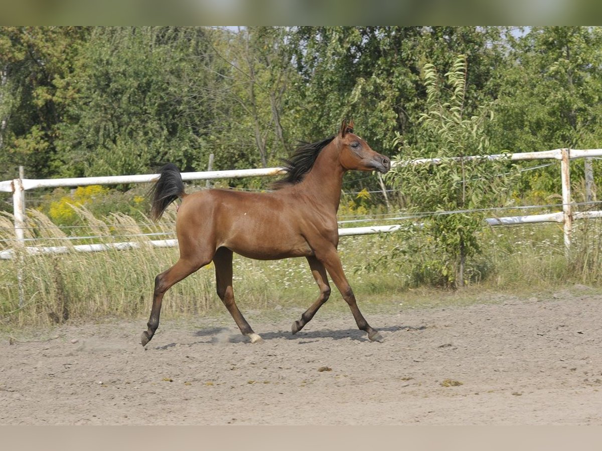 Volbloed Arabier Merrie 1 Jaar Bruin in Lodz