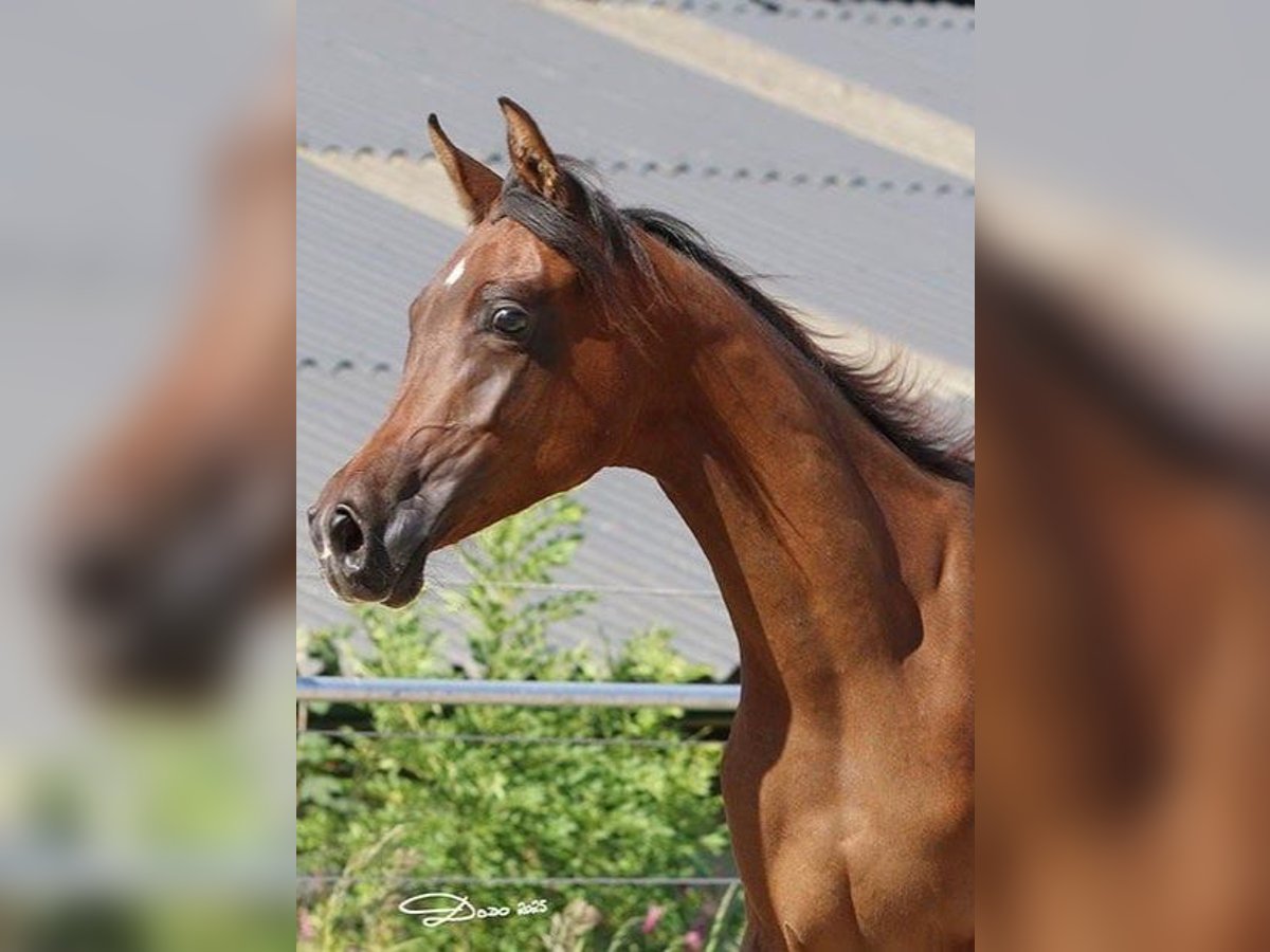 Volbloed Arabier Merrie 1 Jaar Bruin in Wallsee