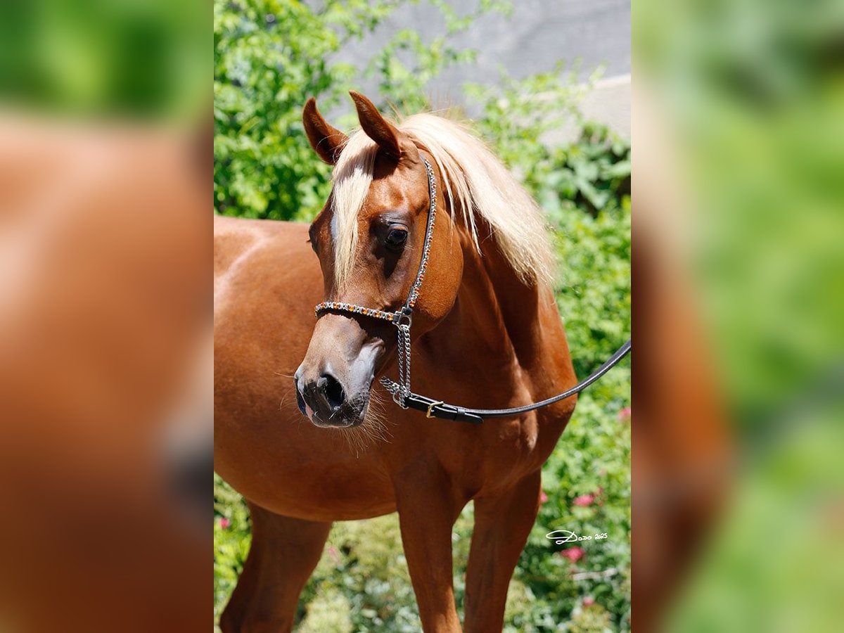 Volbloed Arabier Merrie 1 Jaar Vos in Wallsee