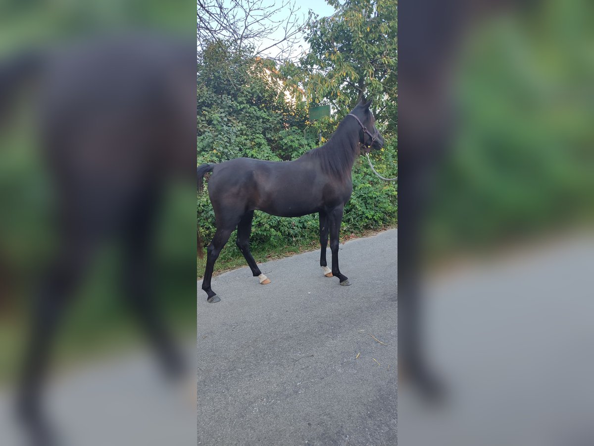 Volbloed Arabier Merrie 2 Jaar 149 cm Zwart in Obertaufkirchen