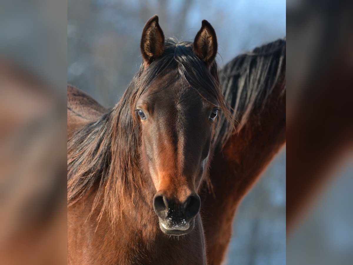 Volbloed Arabier Merrie 2 Jaar 150 cm Bruin in Koprivnica