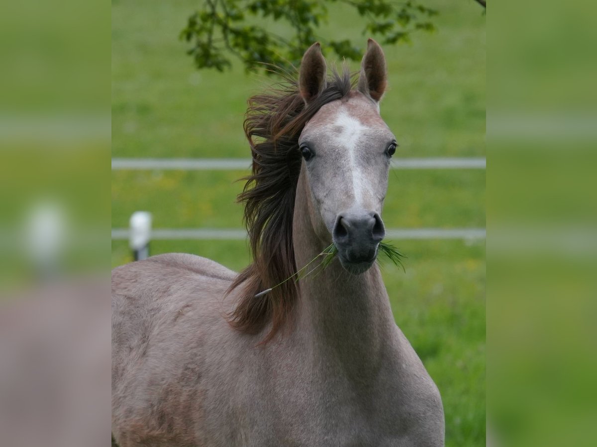 Volbloed Arabier Merrie 2 Jaar 155 cm Schimmel in Gemünden (Felda)