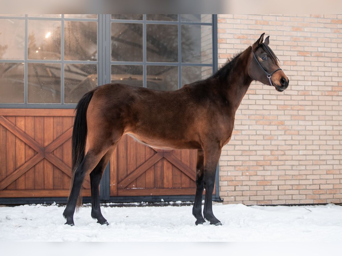 Volbloed Arabier Merrie 3 Jaar 148 cm Donkerbruin in Przedbórz
