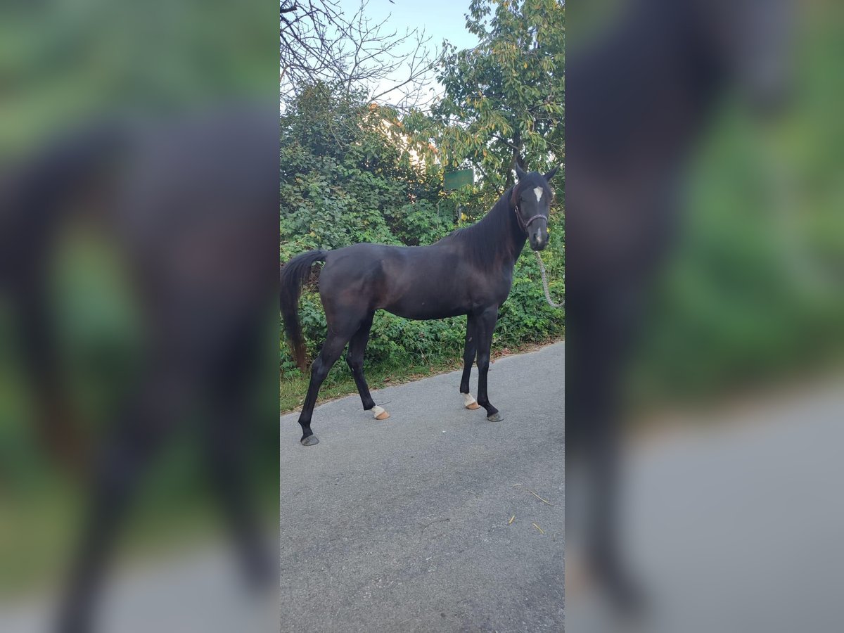 Volbloed Arabier Merrie 3 Jaar 148 cm Zwart in Ampfing