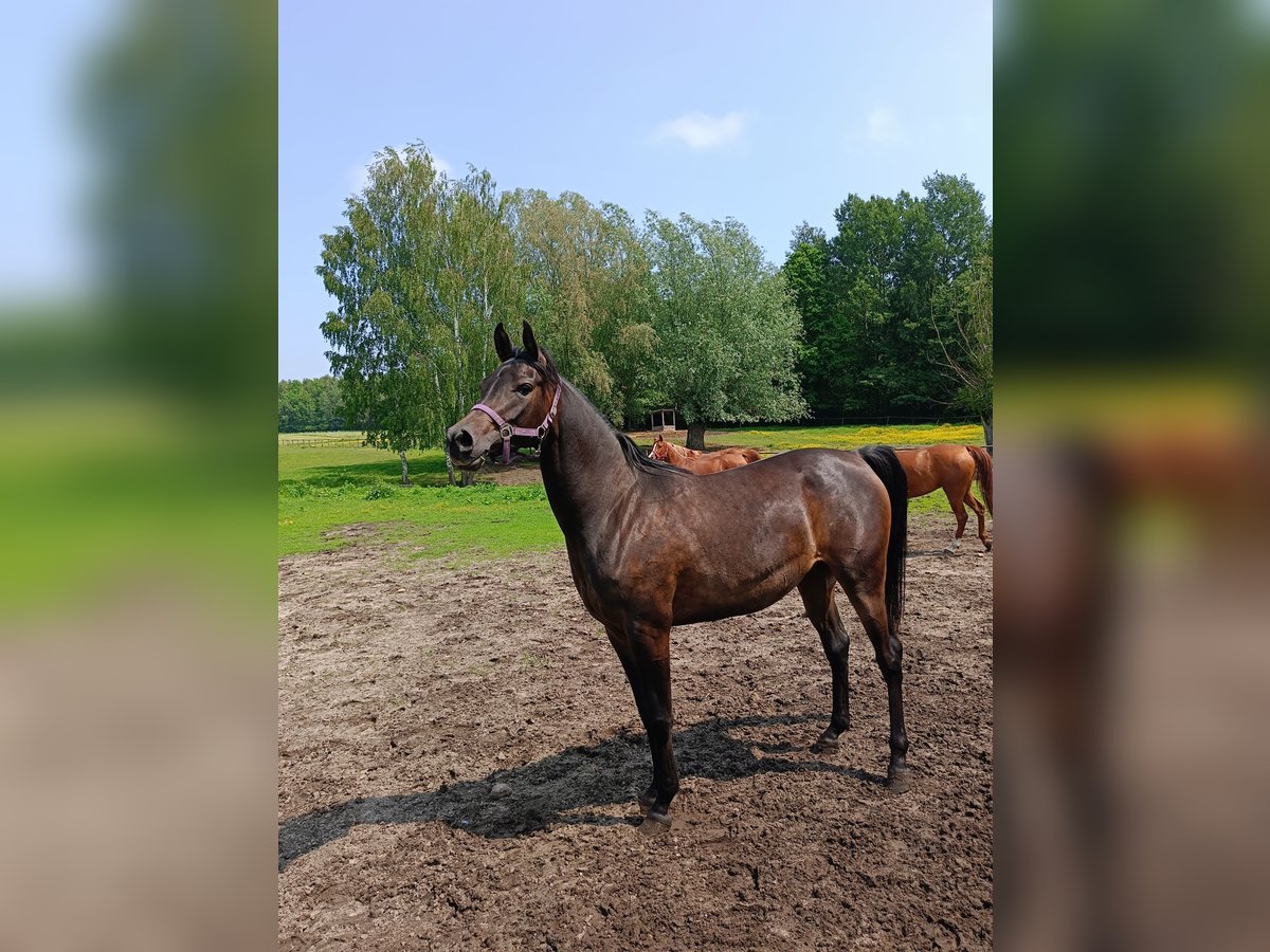 Volbloed Arabier Merrie 3 Jaar 150 cm Zwartbruin in Podg&#x142;&#x119;bokie