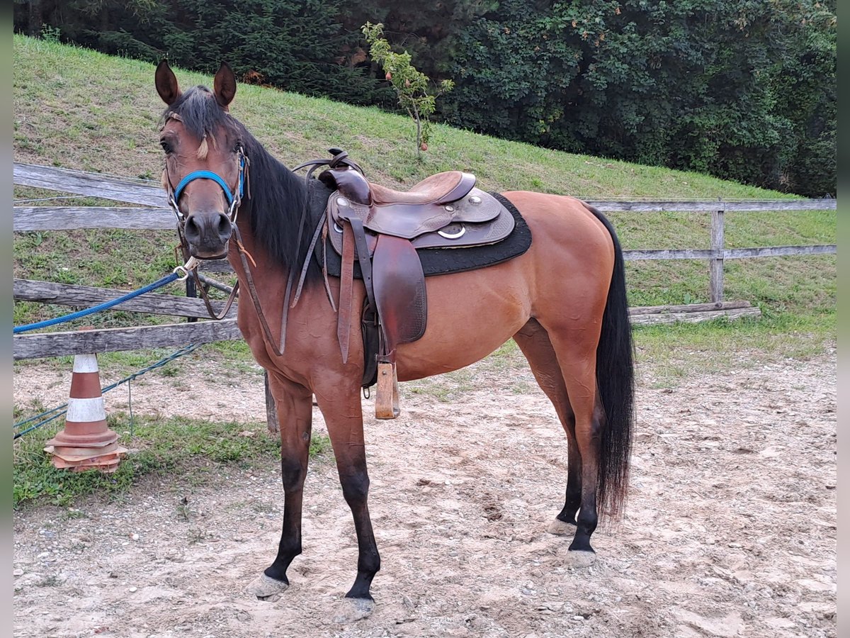 Volbloed Arabier Merrie 3 Jaar 152 cm Bruin in KOPRIVNICA