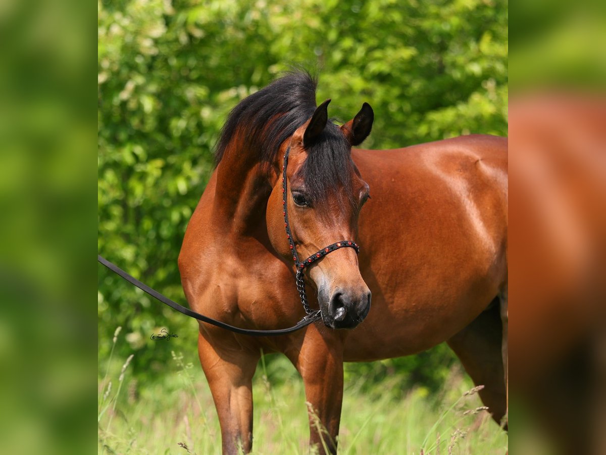 Volbloed Arabier Merrie 3 Jaar 152 cm Bruin in Lodz