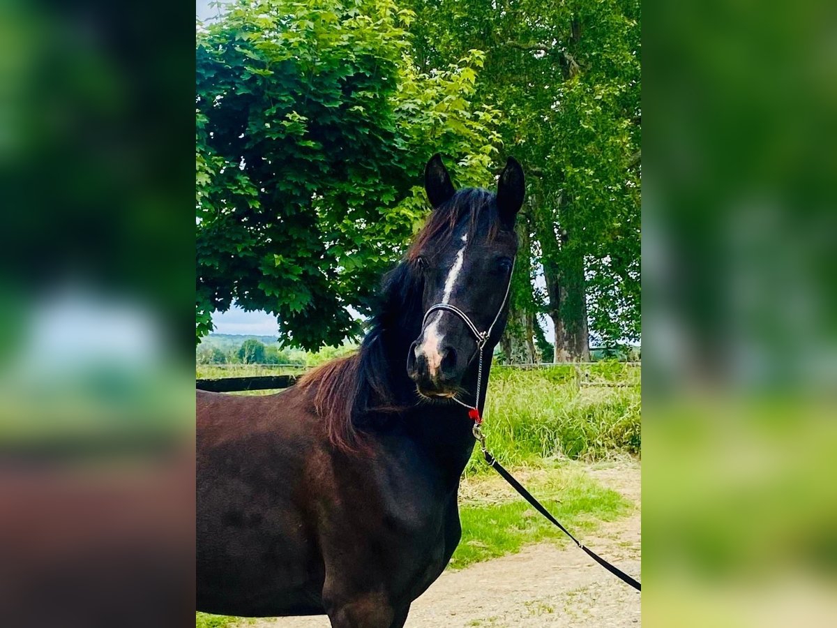 Volbloed Arabier Merrie 3 Jaar 152 cm Zwart in Gers