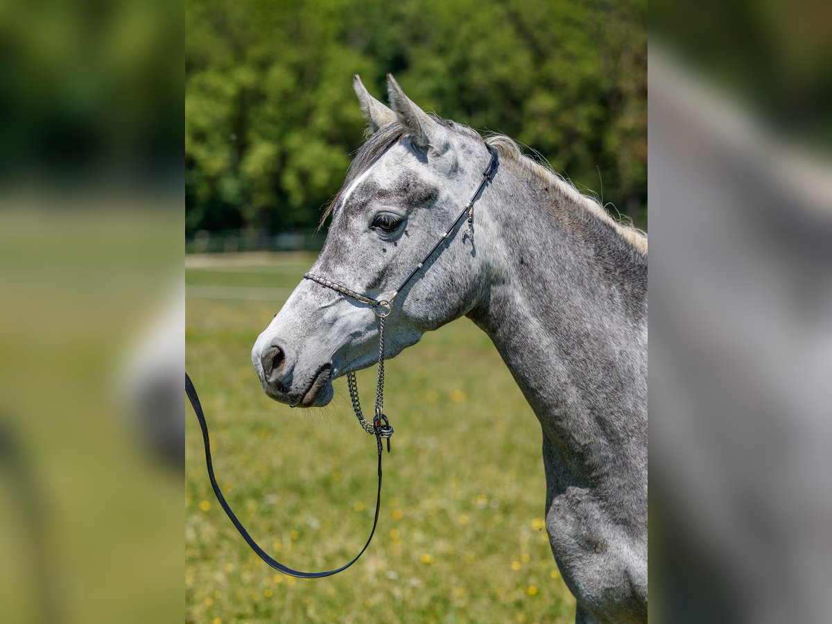 Volbloed Arabier Merrie 3 Jaar Schimmel in Gomadingen Volbloed Arabier Merrie 3 Jaar Schimmel in Gomadingen