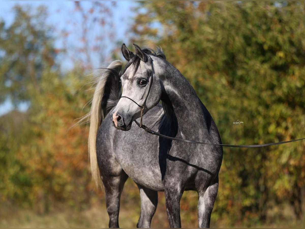 Volbloed Arabier Merrie 4 Jaar 155 cm Schimmel in Lodz