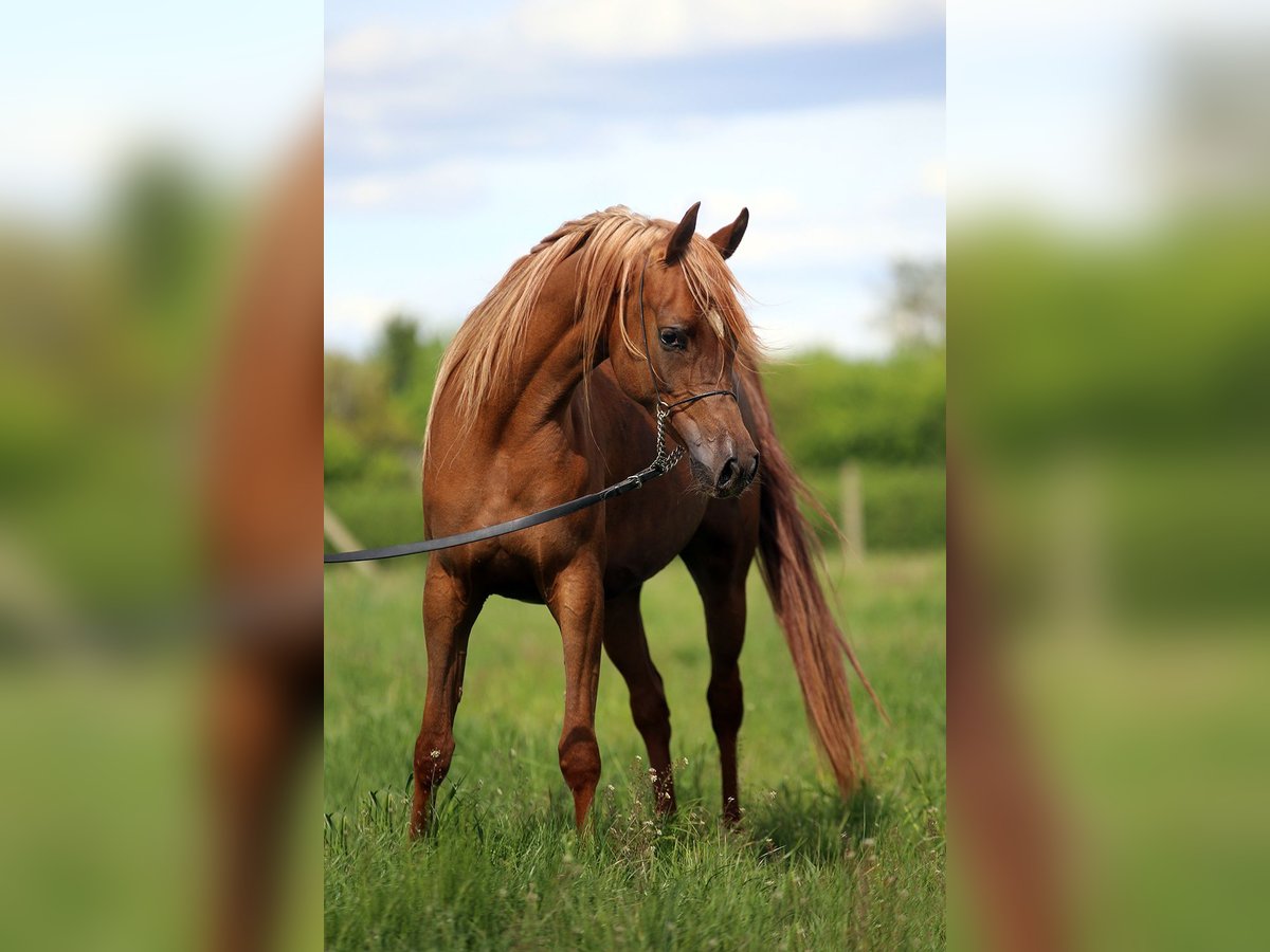 Volbloed Arabier Merrie 4 Jaar 155 cm Vos in Stryk&#xF3;w
