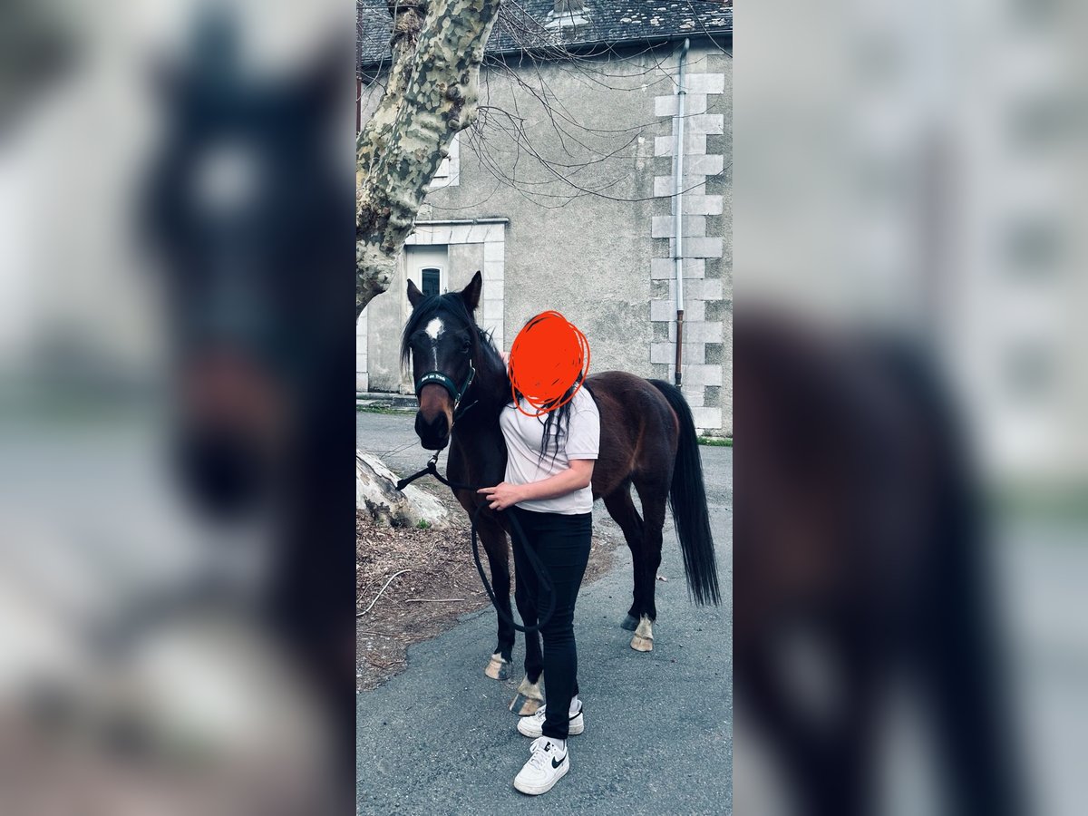 Volbloed Arabier Merrie 4 Jaar Zwartbruin in St Laurent de neste