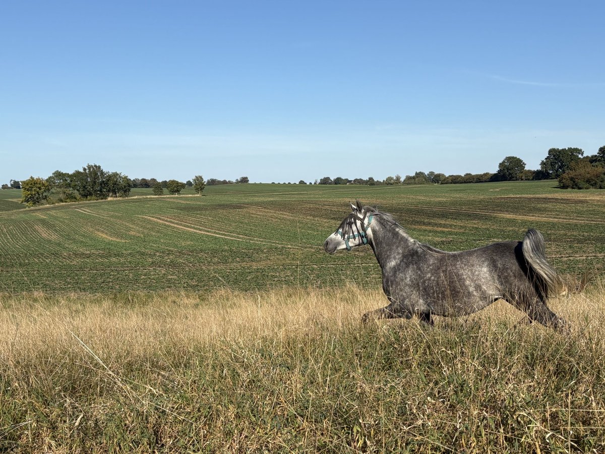 Volbloed Arabier Merrie 5 Jaar 154 cm Appelschimmel in Hohenkirchen / OT Manderow