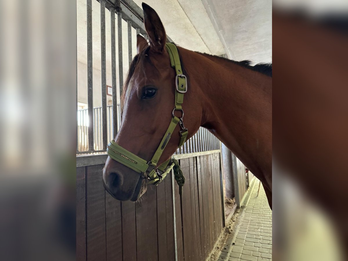 Volbloed Arabier Merrie 5 Jaar 157 cm Roodbruin in Porąbka