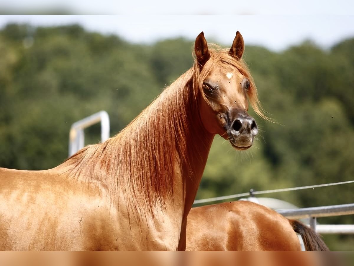 Volbloed Arabier Merrie 6 Jaar 155 cm Vos in Leutershausen