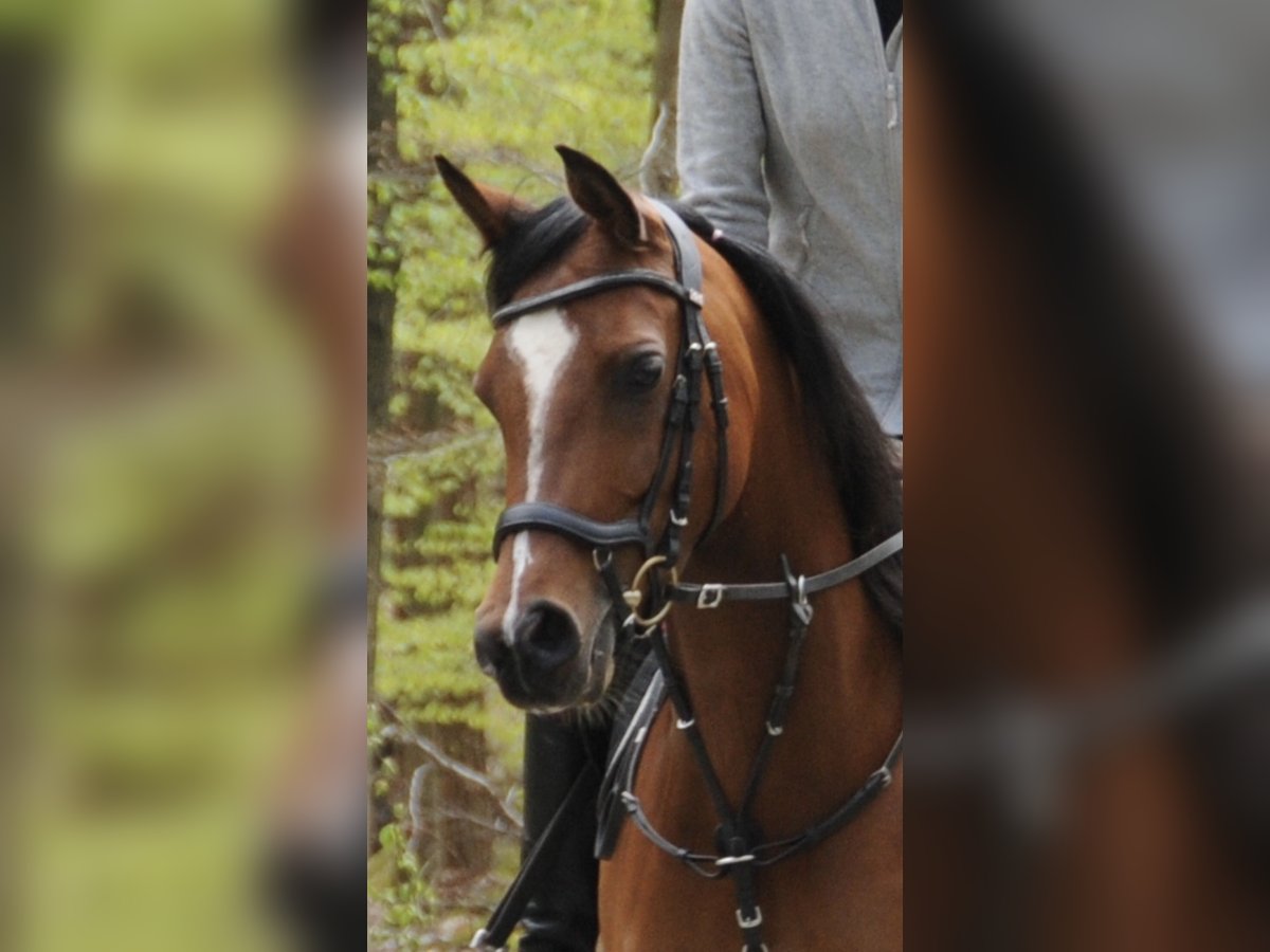 Volbloed Arabier Merrie 8 Jaar 155 cm Bruin in Henstedt-Ulzburg