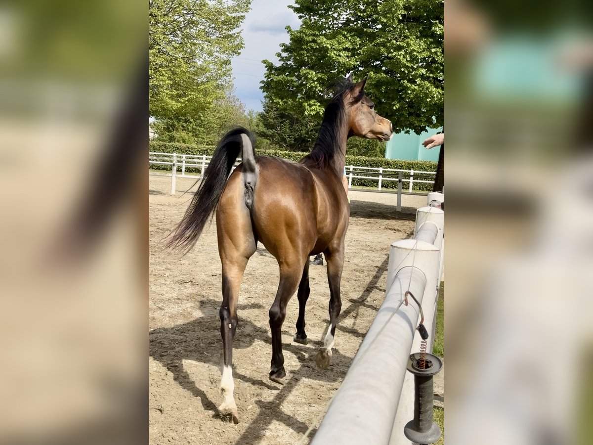 Volbloed Arabier Merrie 8 Jaar Bruin in Borsano