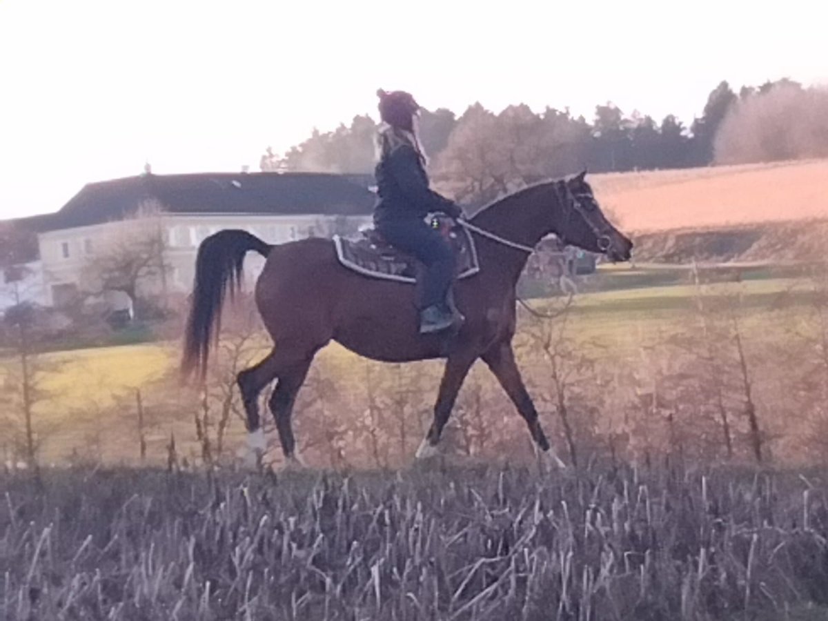 Volbloed Arabier Merrie 8 Jaar Bruin in Wallsee