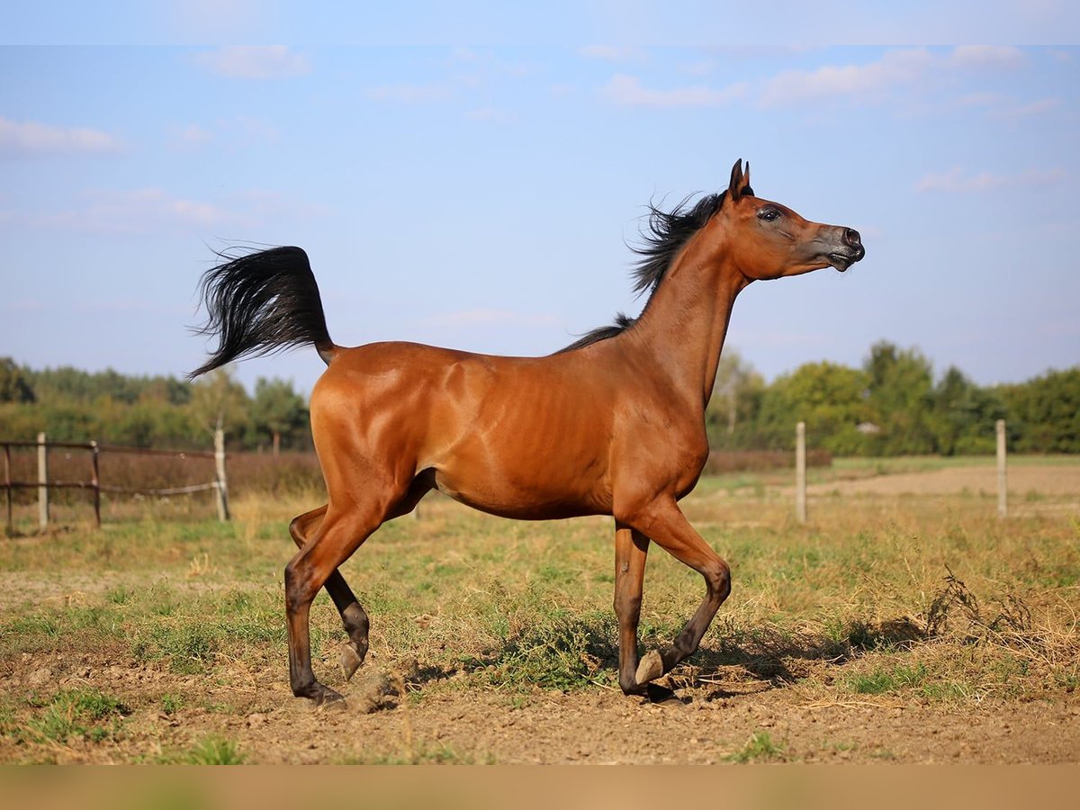 Volbloed Arabier Merrie  in Stryków