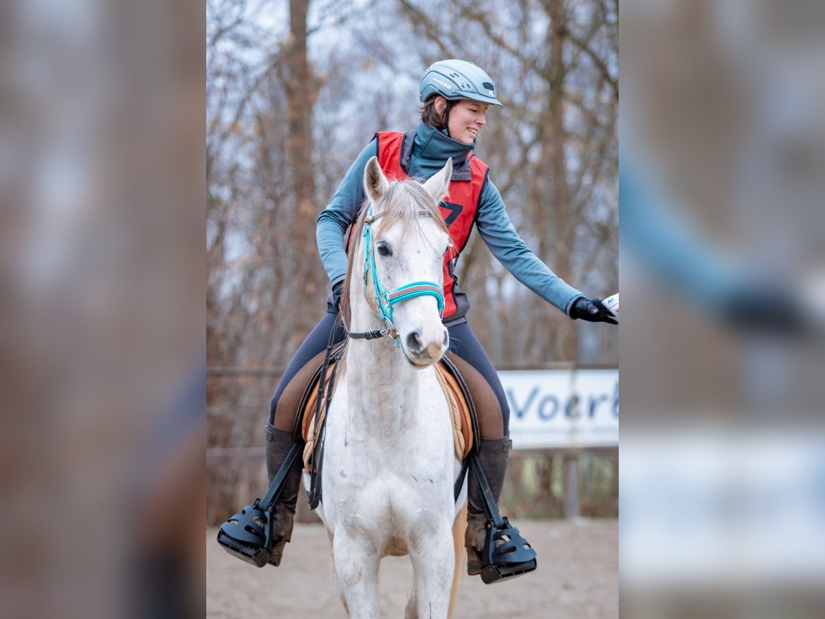 Volbloed Arabier Ruin 11 Jaar 154 cm Schimmel in Dormagen