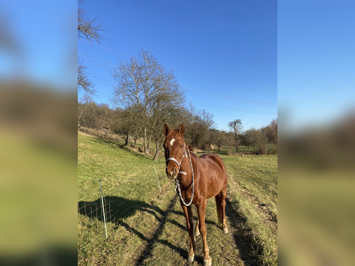 Volbloed Arabier Ruin 12 Jaar 154 cm Vos in Kirchheim unter Teck