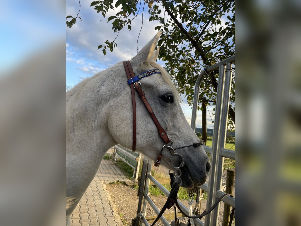 Volbloed Arabier Ruin 13 Jaar 155 cm Schimmel in Dunningen