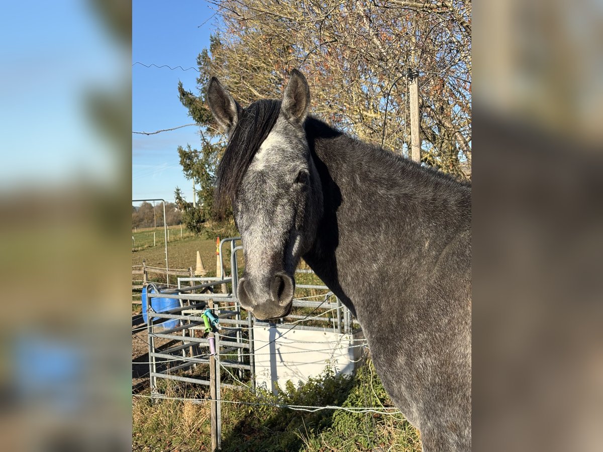 Volbloed Arabier Ruin 2 Jaar 155 cm Schimmel in Dunningen
