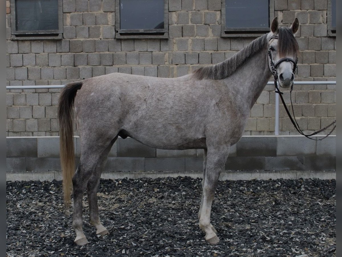 Volbloed Arabier Ruin 3 Jaar 150 cm Schimmel in Eisenberg