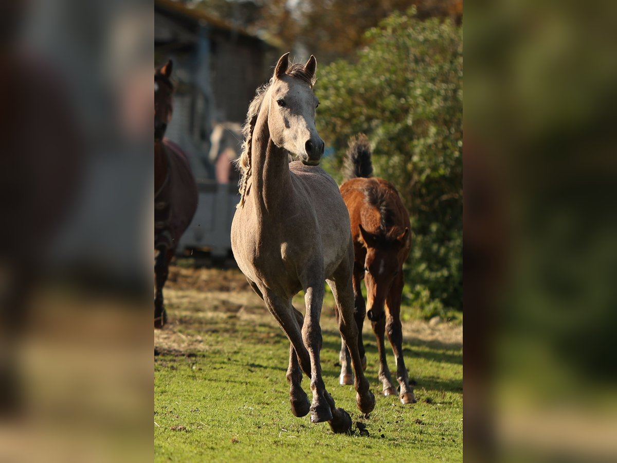 Volbloed Arabier Ruin 3 Jaar 155 cm Schimmel in Pesse