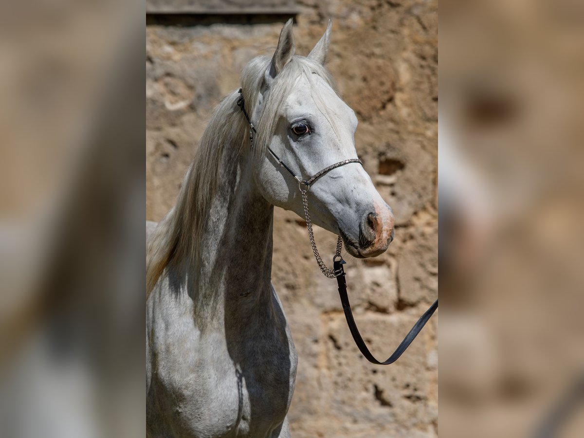 Volbloed Arabier Ruin 3 Jaar Schimmel in Gomadingen