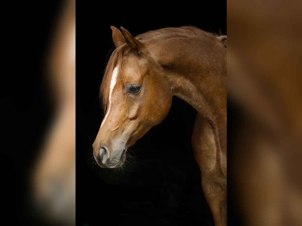 Volbloed Arabier Ruin 5 Jaar 158 cm Rabicano in Aletshausen