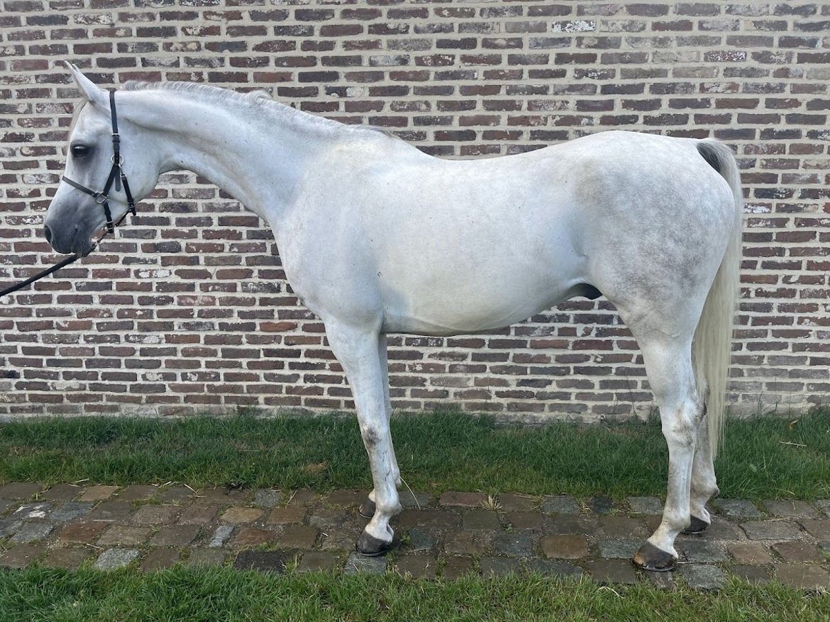 Volbloed Arabier Ruin 6 Jaar 155 cm Schimmel in Zutendaal Volbloed Arabier Ruin 6 Jaar 155 cm Schimmel in Zutendaal