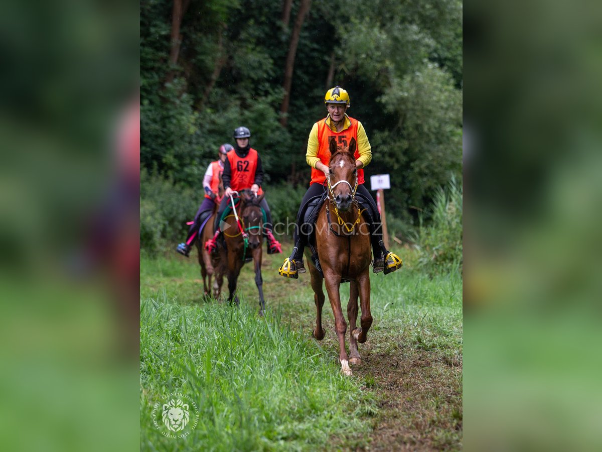 Volbloed Arabier Ruin 6 Jaar 157 cm Roodvos in Pyskocely
