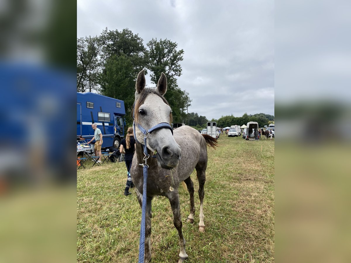 Volbloed Arabier Ruin 7 Jaar 155 cm Schimmel in dordogne