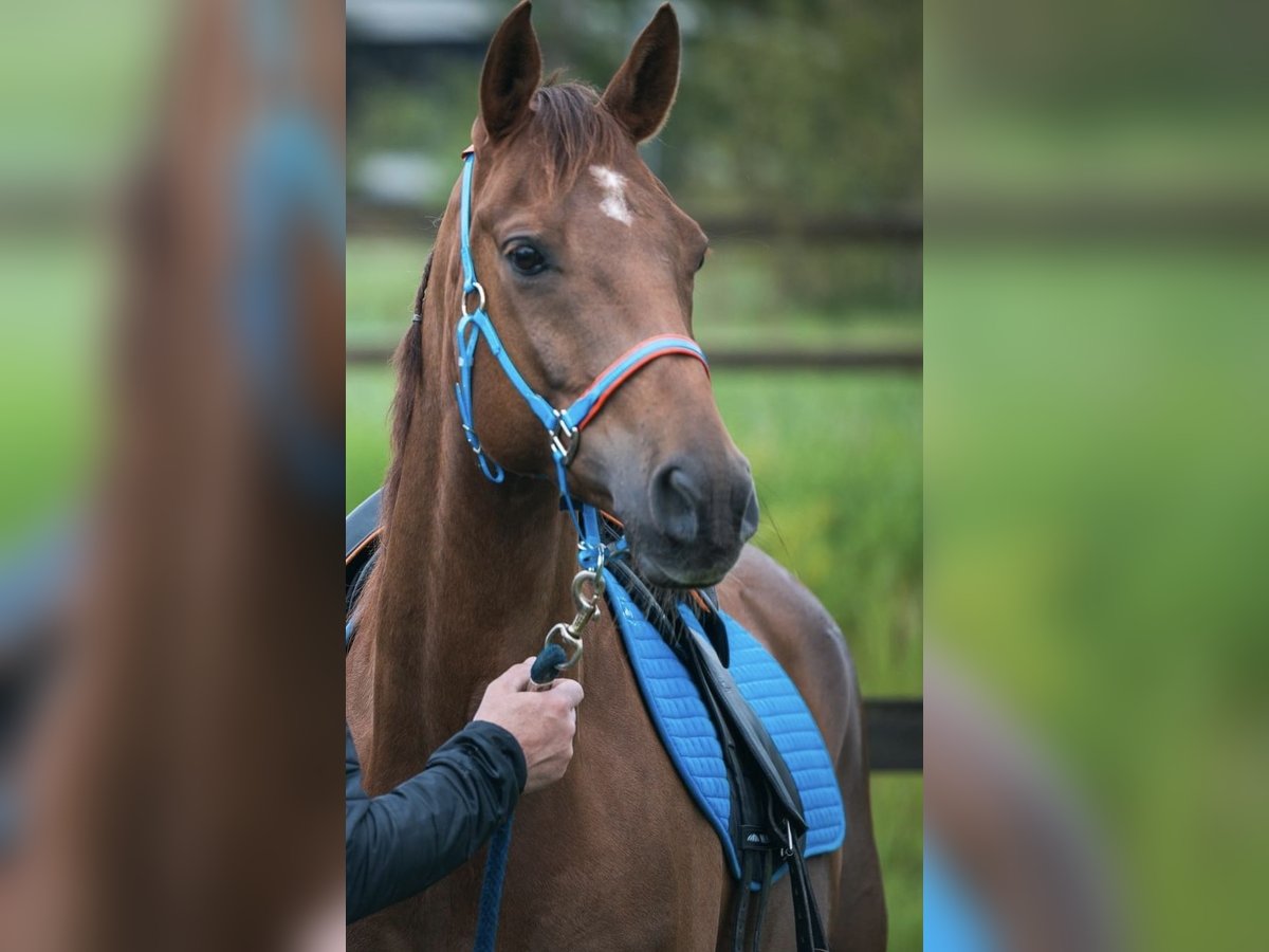 Volbloed Arabier Ruin 8 Jaar 155 cm Donkere-vos in Olmscheid